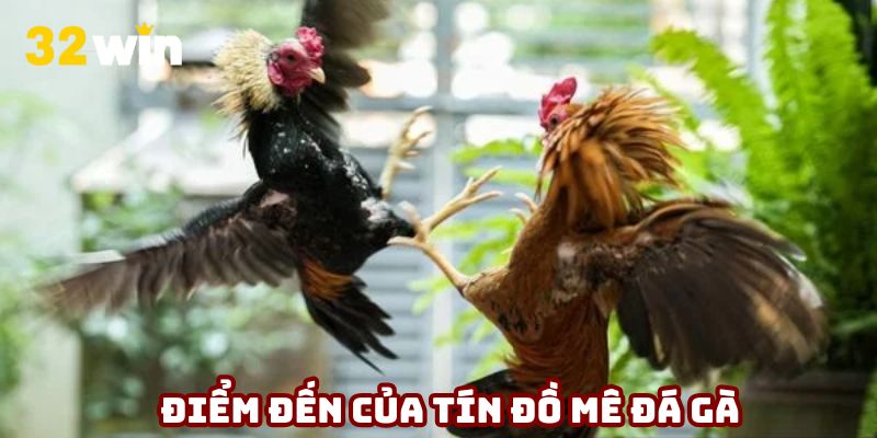 32Win là điểm đến lý tưởng của các tín đồ đam mê đá gà